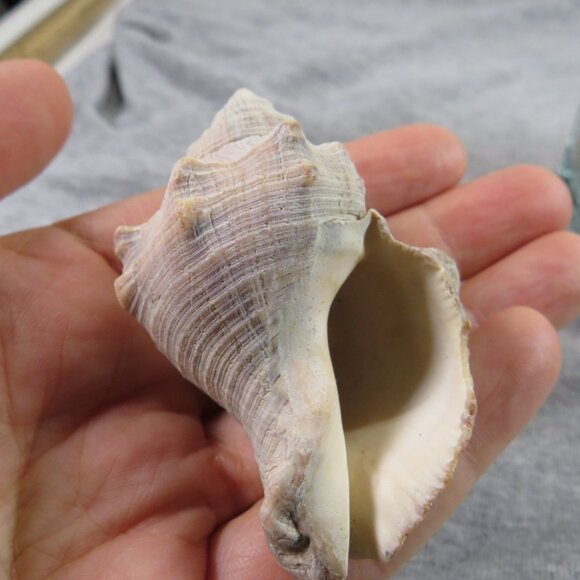 REAL Sea Shells in a Glass Square Vase and sand #6 - Picture 5 of 9